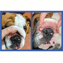 Helps reduce tear stains by keeping facial folds clean and free of debris daily