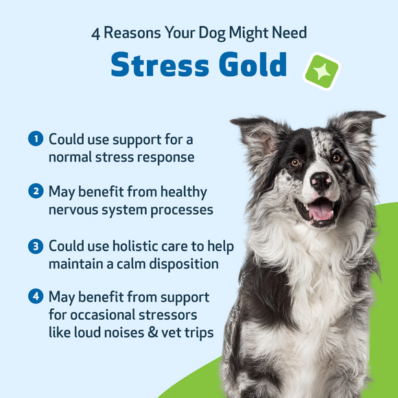 Stress Gold - For High Stress Situations in Dogs (2 oz) - Dog Supplements & Vitamins 2