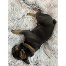 Tall Tails Dog & Cat Waterproof Blanket 40’’ x 60’’ - Dog Beds & Furniture 7