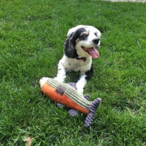 Tall Tails Plush Fish Squeaker Dog Toy in garden with adog