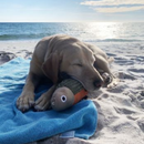 Tall Tails Plush Fish Squeaker Dog Toy with dog in beach