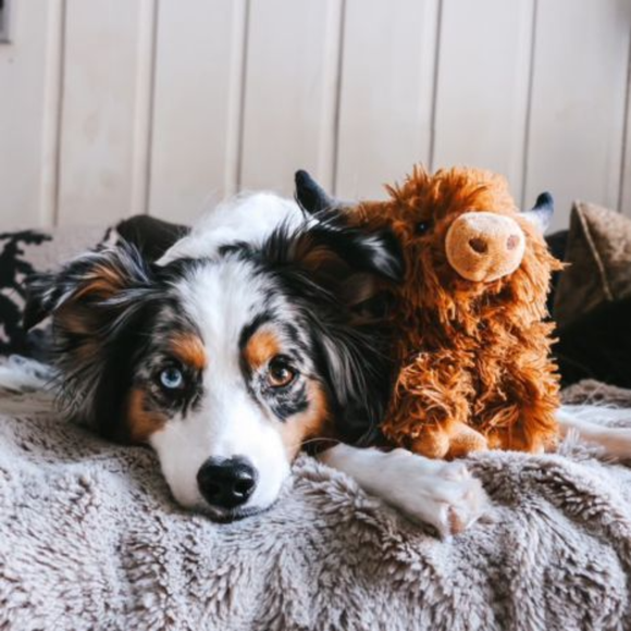 Tall Tails Plush Highland Cow Plush Squeaker Dog Toy with dogs