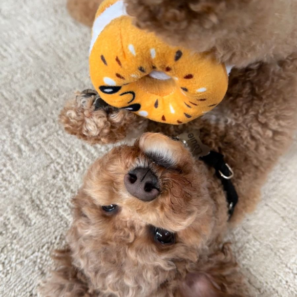 Territory Hide-A-Treat Dog Toy - Dog Toys 10