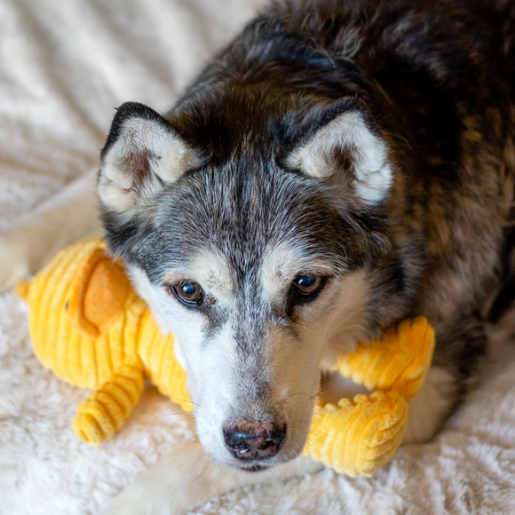 ThoozyPet Tuff & Cuddly Duck Plush Dog Toy 12.5’’ - Plush Dog Toys 9