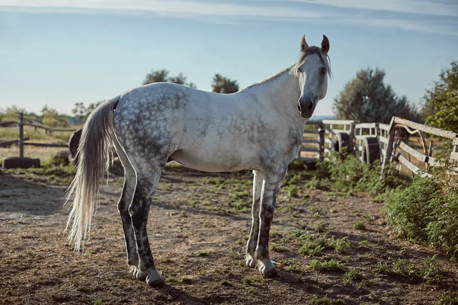 Hydroxyzine vs. Cetirizine: Which Is Better for Horses?