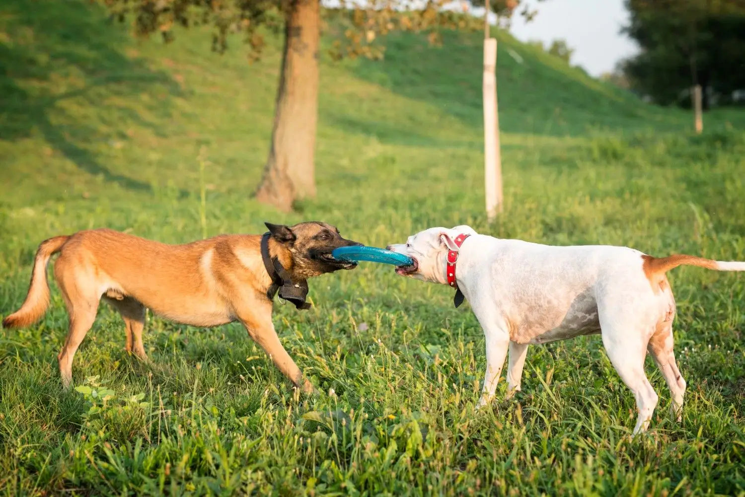 Top 5 Best Dog Toys and Accessories for 2026
