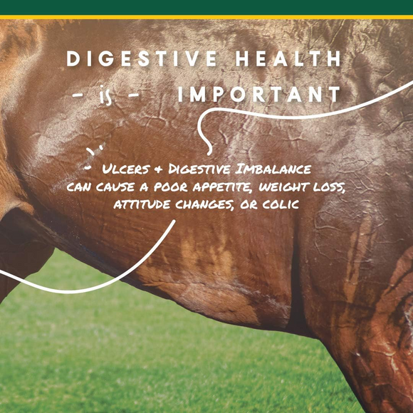 U-Gard Gastric Support Pellets for Horses - Horse Health & Wellness 4