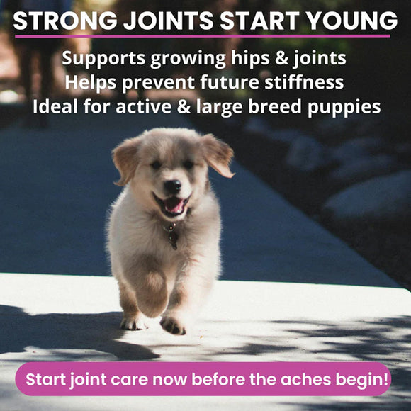 Puppy running on a road with text about joint care for puppies.