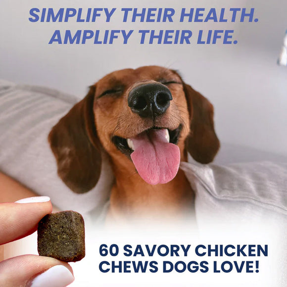 Dog with a treat and text about savory chicken chews