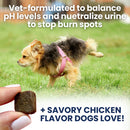 Dog walking on grass with a treat held by a hand, text about pH balance and savory chicken flavor.