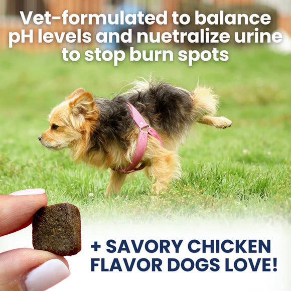 Dog walking on grass with a treat held by a hand, text about pH balance and savory chicken flavor.