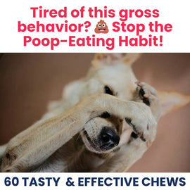 Dog's paws with text about stopping a poop-eating habit and promoting chews.