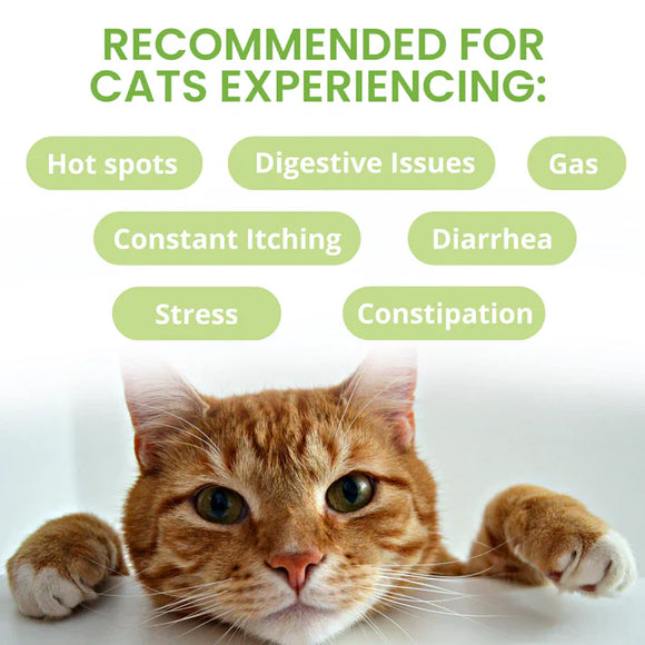 Under the Weather Ready Balance Oral Probiotic Gel for Cats 30 cc - Cat Digestive & Probiotics Supplements 2