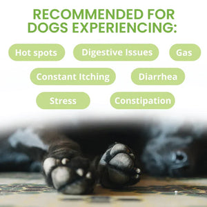 Under the Weather Ready Balance Probiotic Supplement for Dogs 30 cc - Dog Digestive & Probiotics Supplements 2