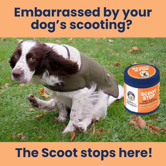 Dog with a coat on grass next to a jar of 'Scoot Stop' product, with text about dog scooting.