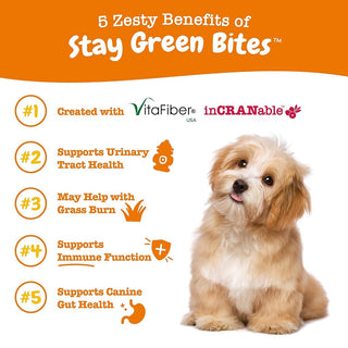 Zesty Paws Stay Green Bites Chicken Flavor Digestive Supplement For Dogs (90 ct)