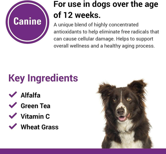 Vet Classics Antioxidants With Coenzyme Q-10 for Dogs (120 chewable tablets) - Dog Supplements & Vitamins 5