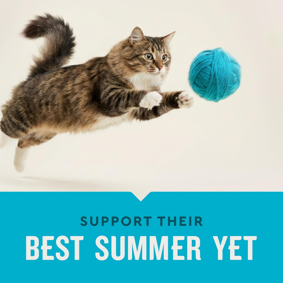 Vet IQ Hip & Joint Treats for Cats (30 Day Supply) - Cat Treats 7