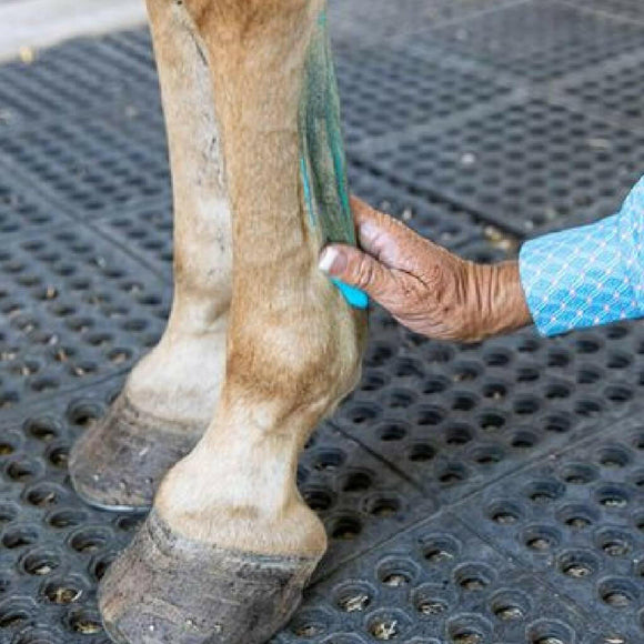 equine liniment
