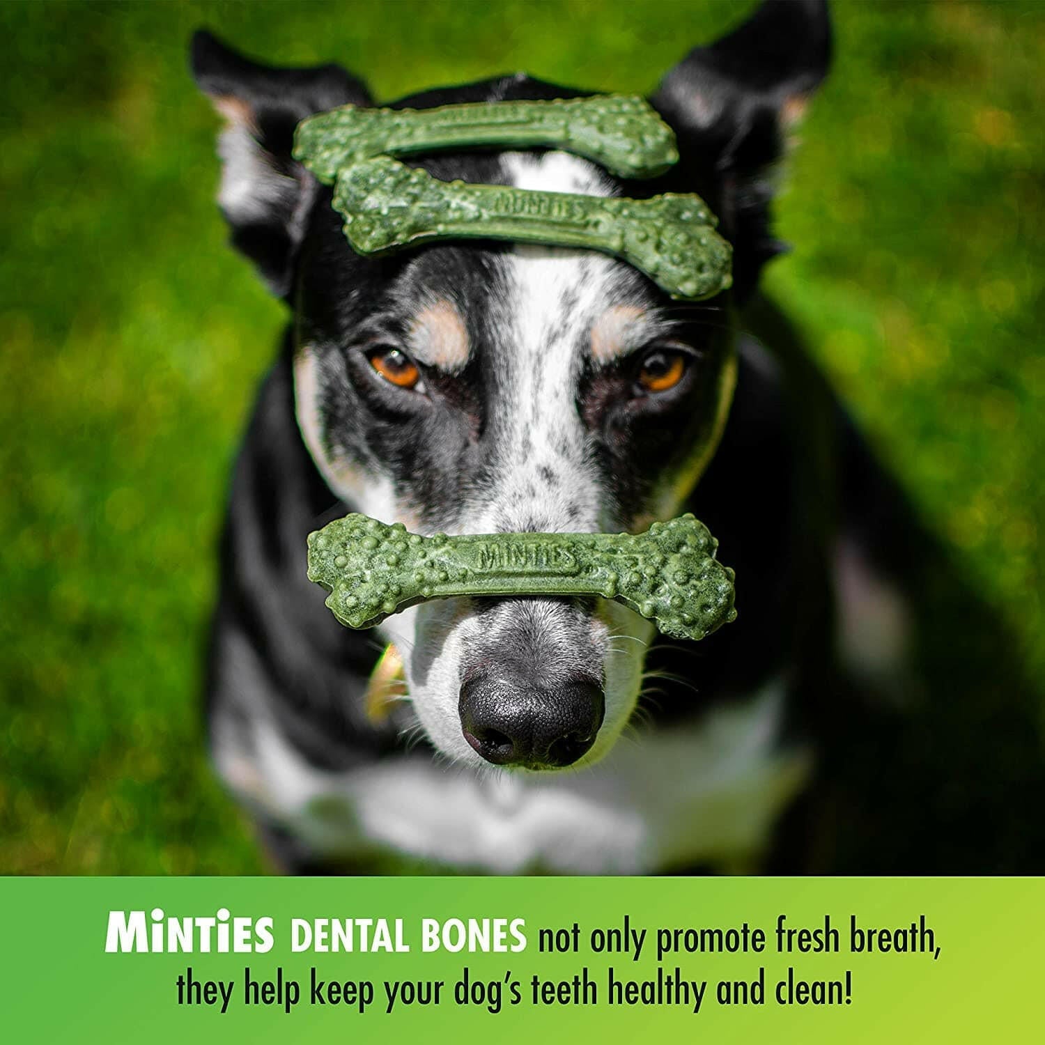 VetIQ Minties Fresh Breath Dental Treats for Medium and Large Dogs