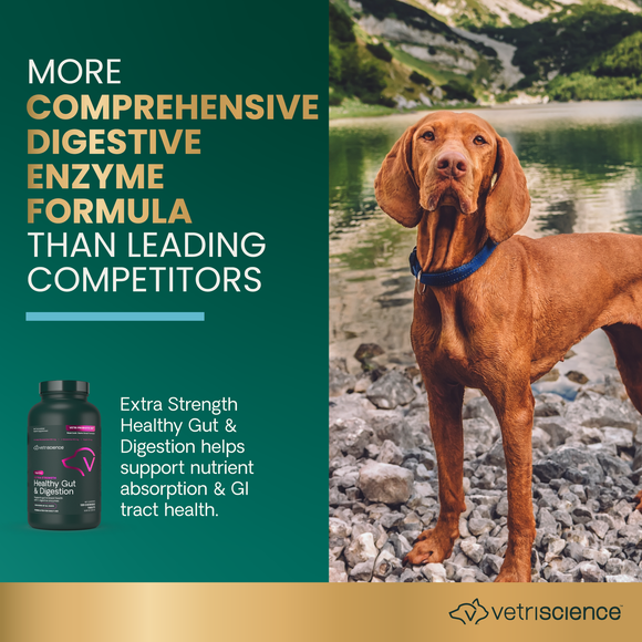 VetriScience Extra Strength Healthy Gut & Digestion Tablets for Dogs (120 Chewable Tablets) - Dog Supplements &