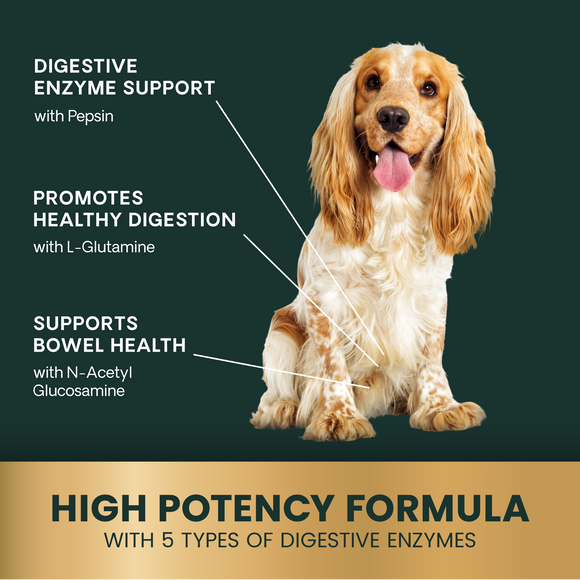 VetriScience Extra Strength Healthy Gut & Digestion Tablets for Dogs (120 Chewable Tablets) - Dog Supplements &
