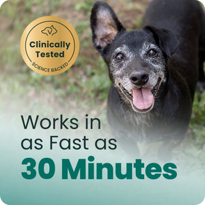 VetriScience Golden Years Calm & Confident Behavior Chew Supplement for Senior Dogs (60 chews) - Dog Supplements &