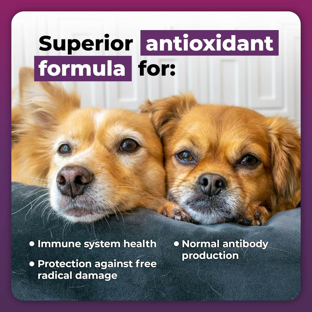 Imunity Dog VetriScience Immune Plus Immunity Health Capsules for Dogs
