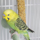 Vitakraft Crunch Sticks Honey Egg & Apple Variety Pack Treats for Parakeets 3 Sitcks - Bird Treats 5