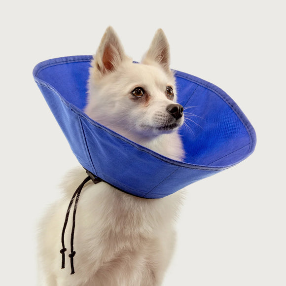 Dog wearing a blue cone-shaped collar on a white background
