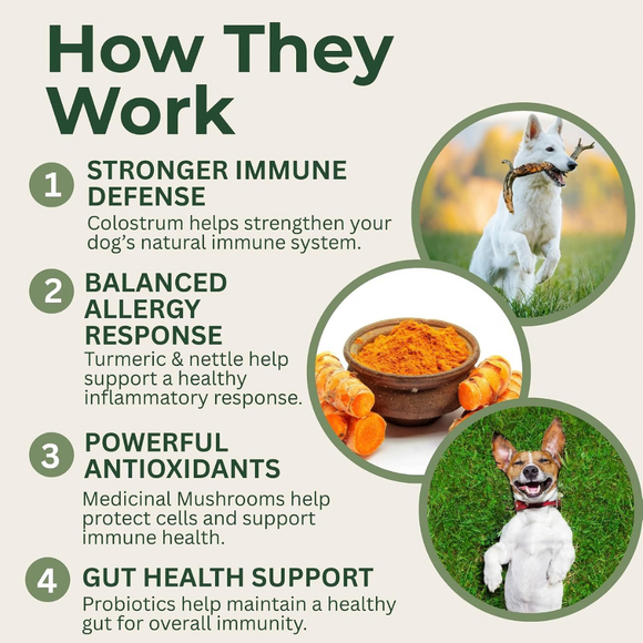 Wholistic Pet Allergy & Immune Soft Chews for Dogs (90 Chews) - Dog & Cat Immune & Allergy Supplements 4