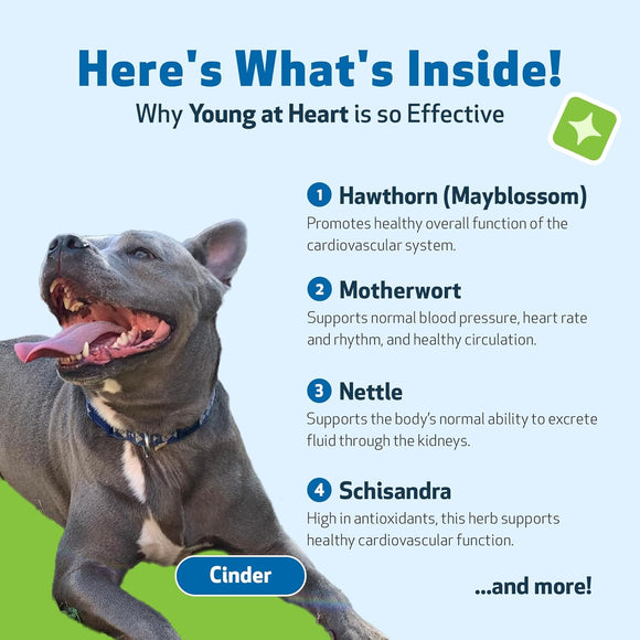 Young at Heart - for Healthy Heart Maintenance in Dogs - Dog Vitamins & Supplements 5