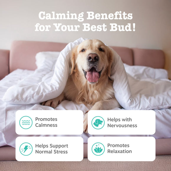 Zesty Paws Advanced Calming Bites Behavior Turkey Flavor Soft Chews for Dogs 60-count - Dog Calming & Anxiety