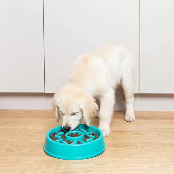 Dog eating from a blue slow feeder on a wooden floor.