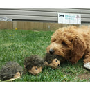 Dog interacting with toy hedgehogs on grass