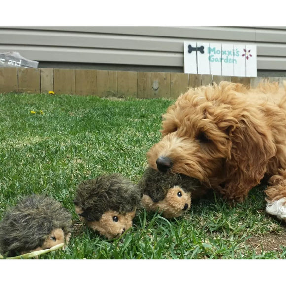 Dog interacting with toy hedgehogs on grass