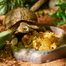 Zoo Med Box Turtle Canned Wet Food 6-oz - Reptile & Amphibian Food 5