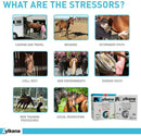 Zylkene Equine Behavior Support for Horses (20 packets)