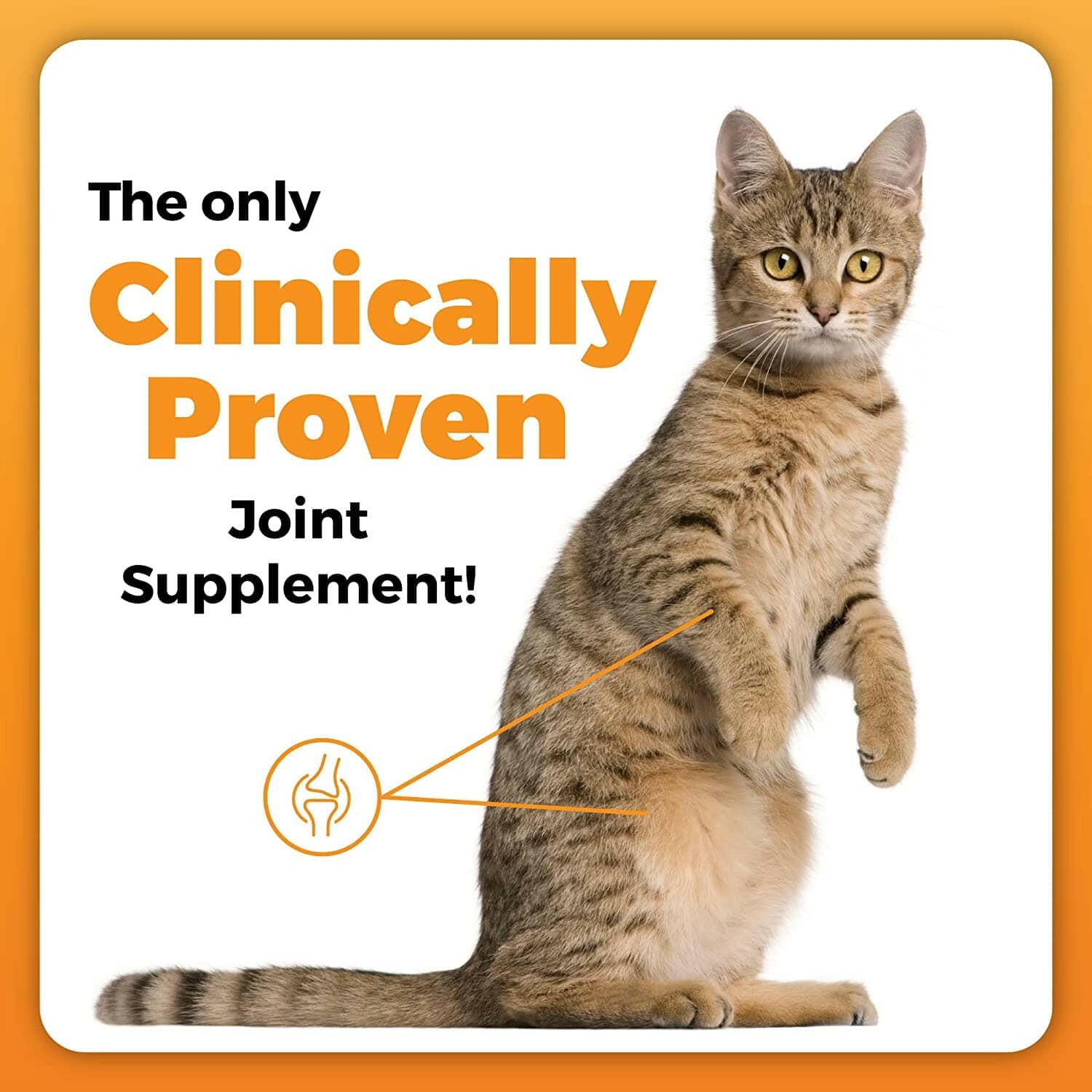 vetriscience for cats