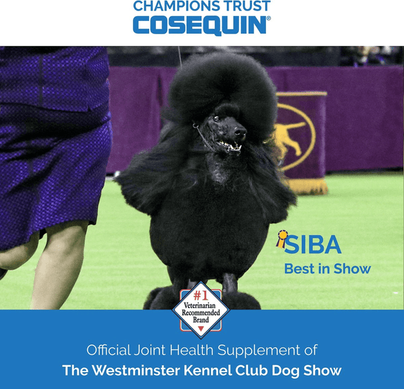 Nutramax Cosequin Senior Joint Health Supplement for Senior Dogs - With Glucosamine, Chondroitin, Omega-3 for Skin and Coat Health and Beta Glucans for Immune Support