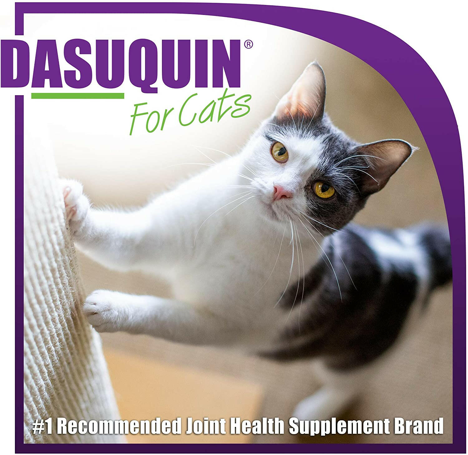 dasuquin chews for cats