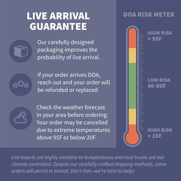 Ovipost Banded Adult Live Feed Crickets Reptile Food, X-Small, 1/8"