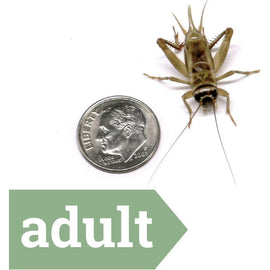 Ovipost Banded Adult Live Feed Crickets Reptile Food, Adult - 0