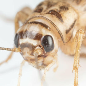 Ovipost Banded Adult Live Feed Crickets Reptile Food, Adult