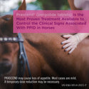 Prascend Tablets for Horses, 1 mg