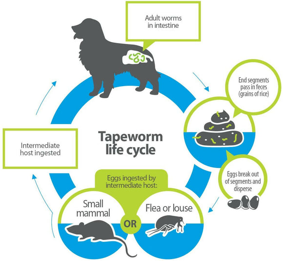 Tapeworm Dewormer for Dogs (5 Tablets)