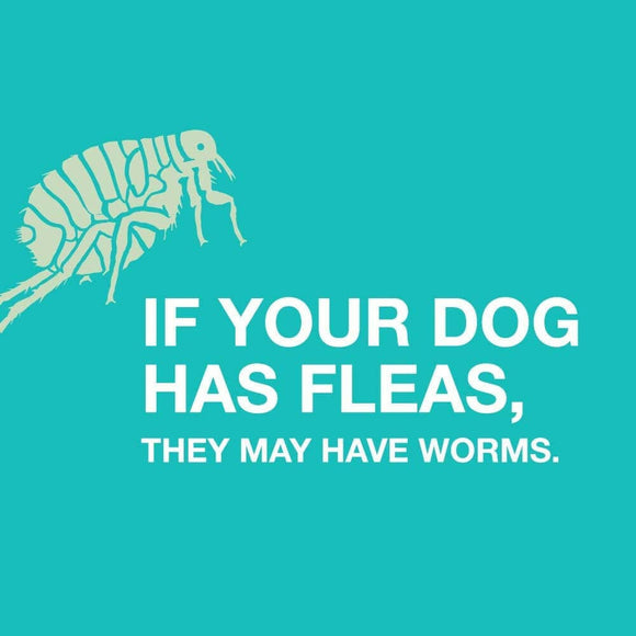 Tapeworm Dewormer for Dogs (5 Tablets)