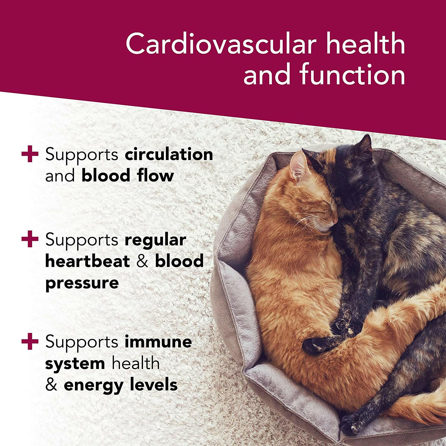 vetri science cardio strength supports regular heartbeat and blood pressure