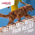 Galliprant Tablets, 100mg Pain relief for dogs