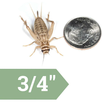 Ovipost Banded Adult Live Feed Crickets Reptile Food, Large, 3/4" - 0